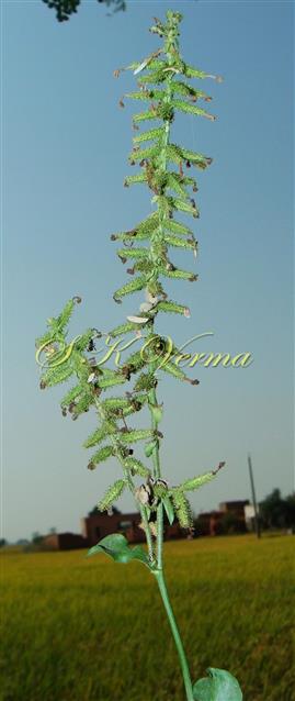  Inflorescence